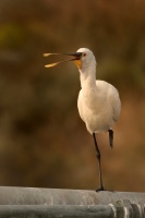 Kolpik bily - Platalea leucorodia - Eurasian Spoonbill 4787